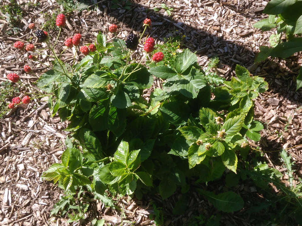 Image Blackberry (Rubus fruticosus 'Baby Cakes') - 616121 - Images of  Plants and Gardens - botanikfoto