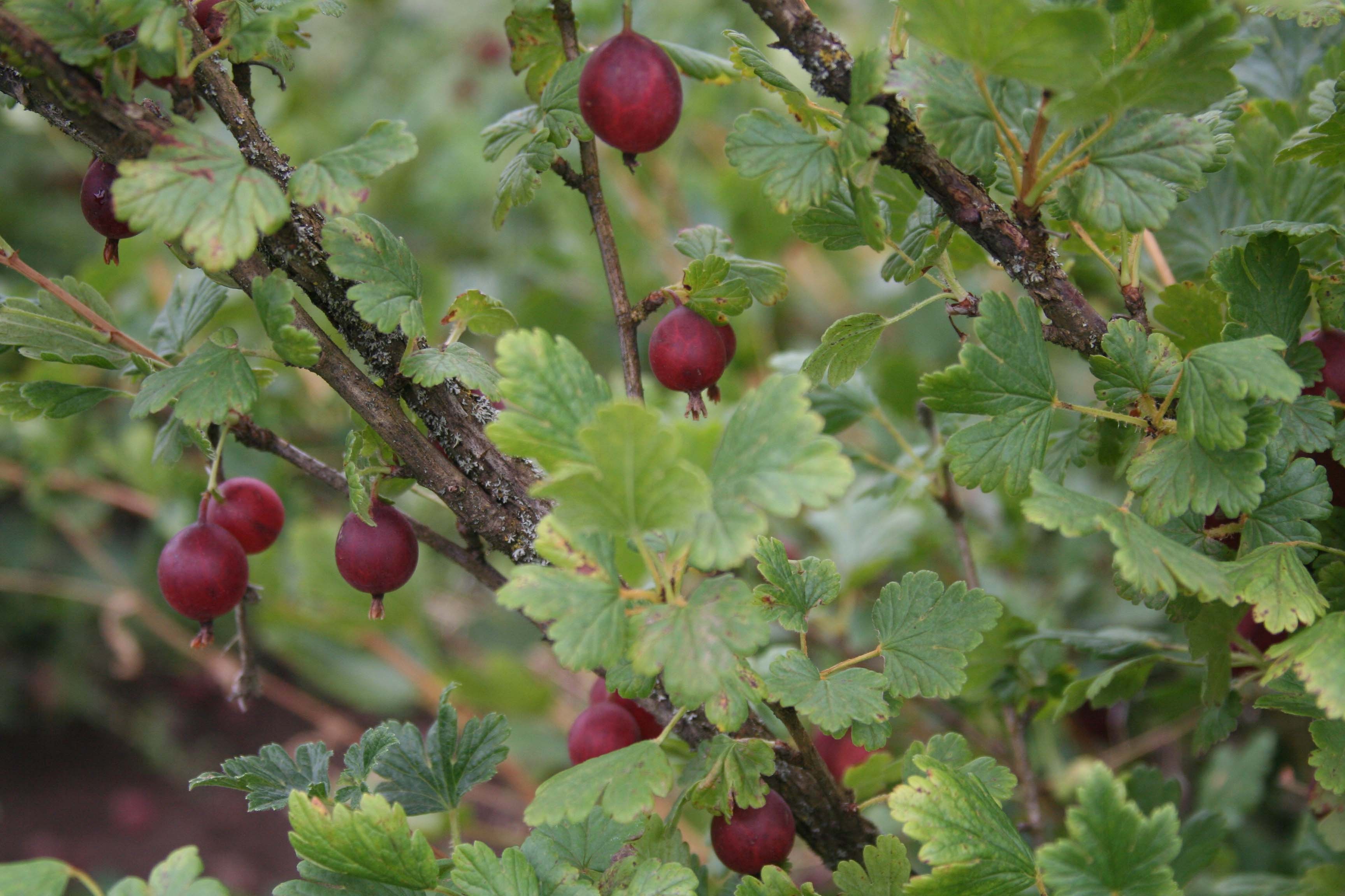 Gooseberry Varieties