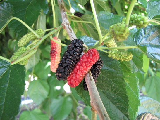 Mulberry Varieties