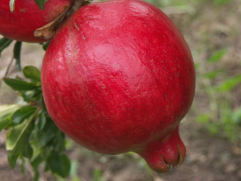 Al Sirin Nar Pomegranate 2-4