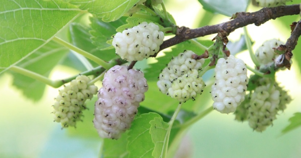 Mulberry Varieties