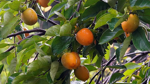 Persimmon Varieties